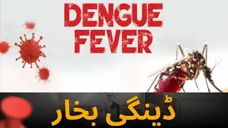 Dengue Fever: Symptoms Timeline and Treatment Explained in 5 Minutes!