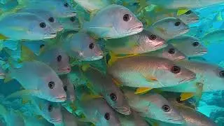Diving in the Maldives 01.2026.
