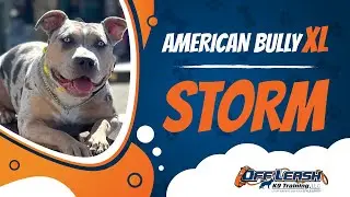 Dog Training Sterling Virginia | DOG | TRAINING | RELIABILITY | OBEDIENCE | NOVA |