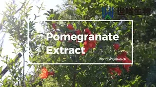 Pomegranate Extract