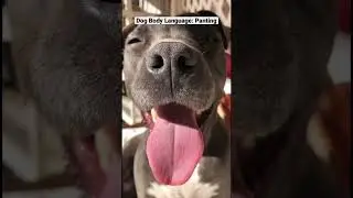 Dog Body Language: Panting #dogtraining #basicobedience #dogs #bullterrier