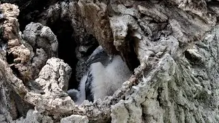 Turkey Vulture Nest