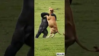 Gorilla smackdown Cow like nothing!!!🦍🐂