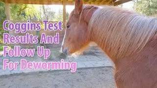 Coggins Test Result And Deworming Follow Up For Baby Annie