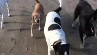 Dog pack politics