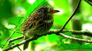 white-chested puffbird, Malacoptila fusca, Orange-breasted Falcon, Bavaria Birding