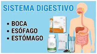 Sistema Digestivo | Boca, Es&oacute;fago y Est&oacute;mago