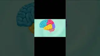 #brain #structure #function