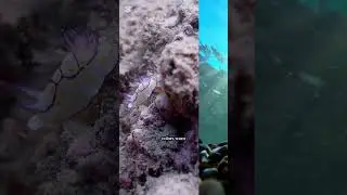 The Incredible Sea Slug &ndash; The Ocean&rsquo;s Colorful Wonder