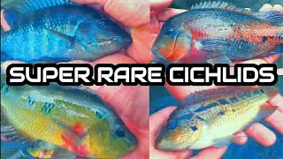 SUPER RARE CENTRAL AMERICAN FISH FARM TOUR OF MAX CICHLIDS FACILITY