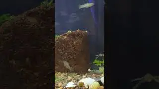 Midnight Flame my newest male guppy trying to impress a female endler guppy + more enjoy :)