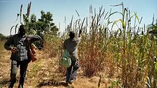 Recolte du petit mil au pays Dogon Mopti mali 2025