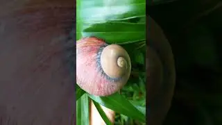 වෙද ගොළුබෙල්ලා/Acavus phoenix 🐌❤ #shorts #nature #srilanka
