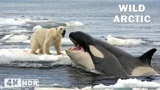 WILD ARCTIC | Predators Adapted to a Changing World of Ice | Nature Animal Documentary