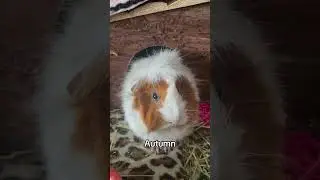 CUTE GUINEA PIGS #youtubeshorts #animals #pets #cute
