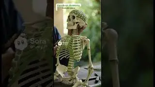 #alaska #monkey #canada #animals #travel #memes #doctor #orangutan #america #anatomy