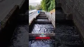 Ingenious Engineering: How Fish Climb Rivers!