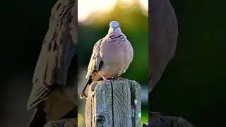 More Than Just a City Bird🕊 #viral #ViralVideo #Shorts #ExplorePage #ForYou #Pigeon #NatureLovers