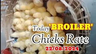 #Broiler Chicks Rate | #ଛିଆ_ଦର #चूजों_दर | Dt-22/08/2024 | #chujekadar #ffg #kadaknath @IndianFarmer