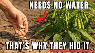 One Bean Survives Extreme Drought &mdash; Why Did We Stop Growing It?