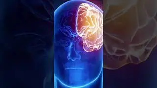 El cerebro crea nuestra realidad #documental #universo #ciencia #documentales #descubrimientos