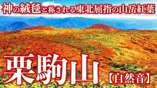 【登山】紅葉の栗駒山｜神の絨毯と称される東北屈指の山岳紅葉を巡る周回ルート(自然音)＜Japan in 4K／Nature Sound＞