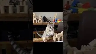 Busy cat 😹 #cat #animallovers