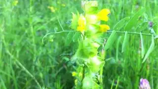 Greater Yellow-rattle (Rhinanthus Angustifolius) - 2012-05-30