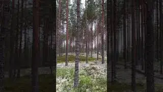 A Moment with Nature.🇱🇻  #summerforest #forestmagic #reels #shortsvideo #shorts  #naturelovers