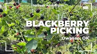 Picking Blackberries At The Owasso Tree & Berry Farm!