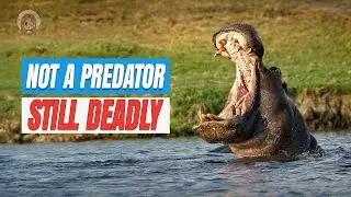 Hippos Are Herbivores &mdash; So Why Are They So Deadly?