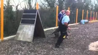 J7's BO, 5K9 Working Dogs Surprise Bite