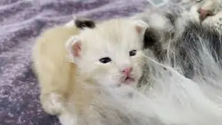 Maine Coon Kittens - Milkshake n Ber - Breakfast with Mama Sancti.  #cat #kitten #cute #mainecoon