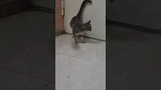The Apartment Guard Cat#cat #funnycat #hallway #streetcat #cuteanimals #shorts #cats
