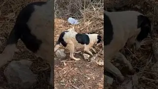 Mother Dog hiding food for her Puppies