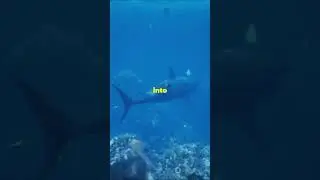 Epic Nature Battle Sharks vs Salmon Migration