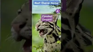 Top 5 Most Elusive Animals in the Animal Kingdom