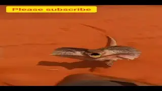 Frilled Neck Lizard Jumps on Foot ||| Frilled Dragon| the Mini Dinasour #shorts #shorts #trending