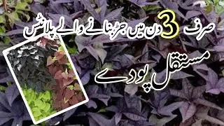 Hardy Permanent Plants/Plants To Grow From Cuttings/sweet potato Vine
