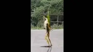 Epic 5-Second Meme Video! - #221