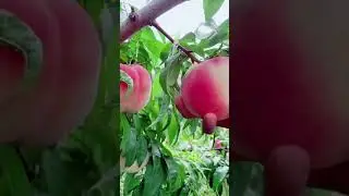 Peach Fruit