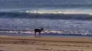 Deer spotted near surf of Jersey Shore beach