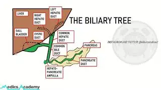 47 SECONDS on the ANATOMY of the BILIARY TREE