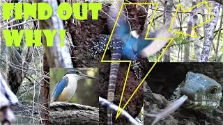 Amazing Bird vs Reptile:  Angry Bird Went Ballistic With The Lizard, Find Out Why