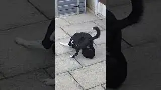 Viscous dog fight - #bordercollies #fighting #dog #fight