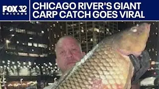 Chicago River carp catch: 35-40 pound fish goes viral | ChicagoNOW