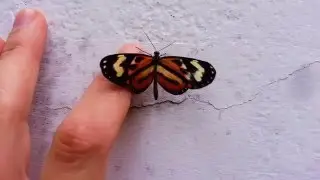 Borboleta [Hypothyris euclea]