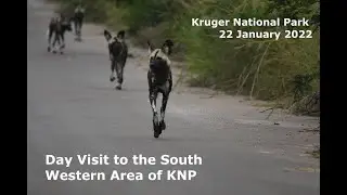 Day Trip in the Kruger National Park 2022:  Wild Dog, Leopard & Lion Safari