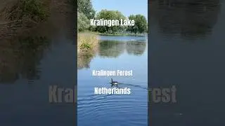 Walking in Kralingen Forest Nederland