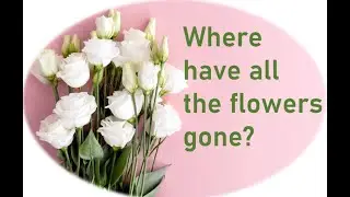 Where have all the flowers gone?